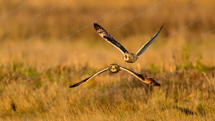 Two Short-eared Owls flying head-on with wings crossing over golden grass.