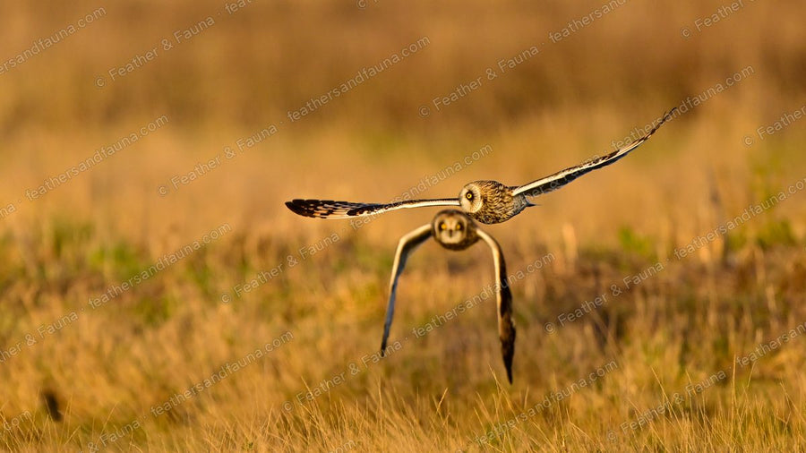 Two Short-eared Owls flying head-on over golden grass, one above the other.