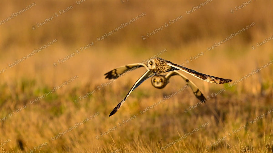 Two Short-eared Owls flying head-on low over grass at sunset, wings spread.