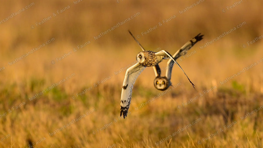 Two Short-eared Owls in the air, one lunging with talons out at the other over golden grass.