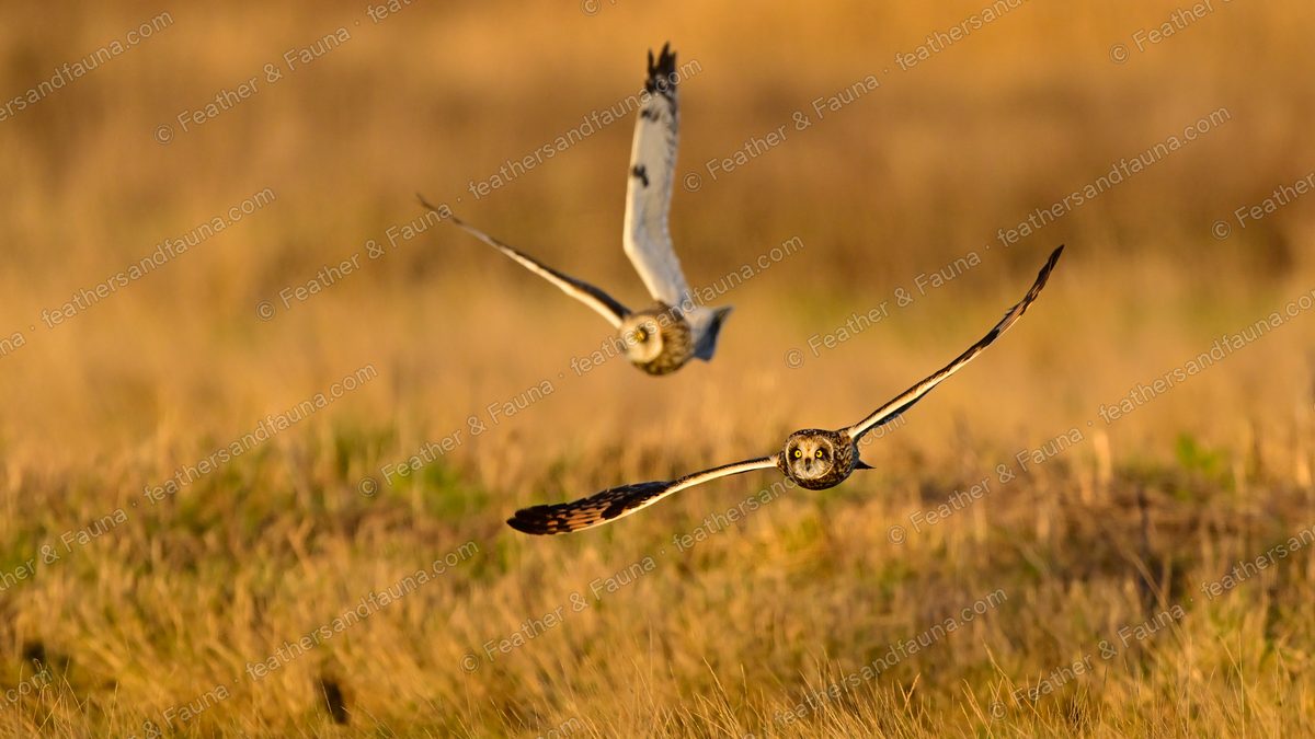 Two Short-eared Owls flying head-on over golden grass, stacked one above the other.