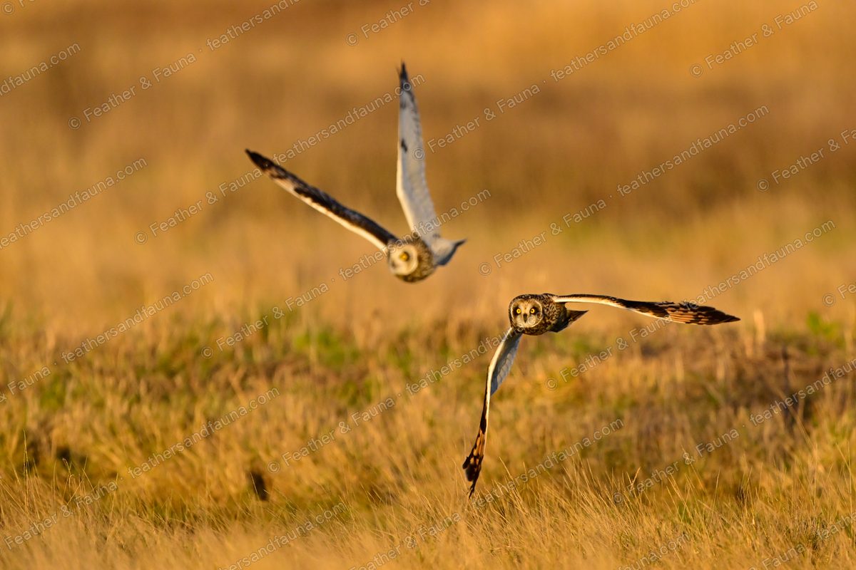 Two Short-eared Owls flying head-on, one with raised wings, one with legs dangling.