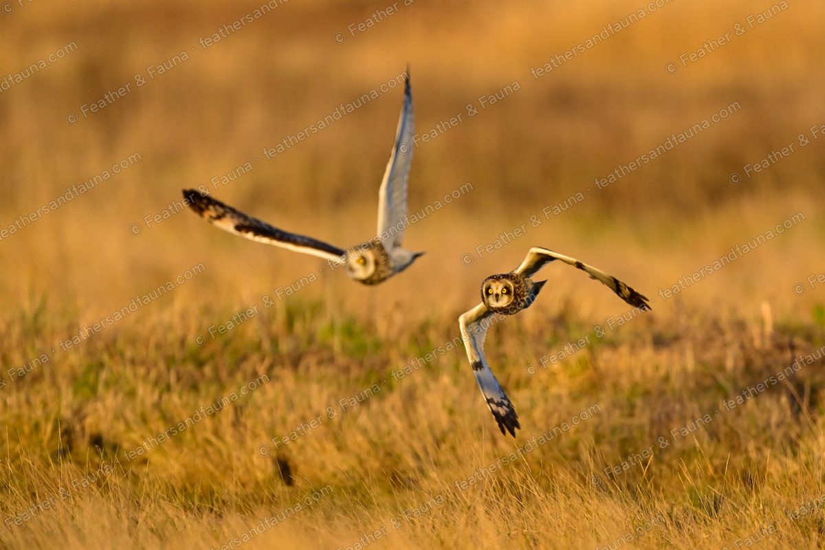 Two Short-eared Owls flying head-on over golden grass, wings raised and crossed.