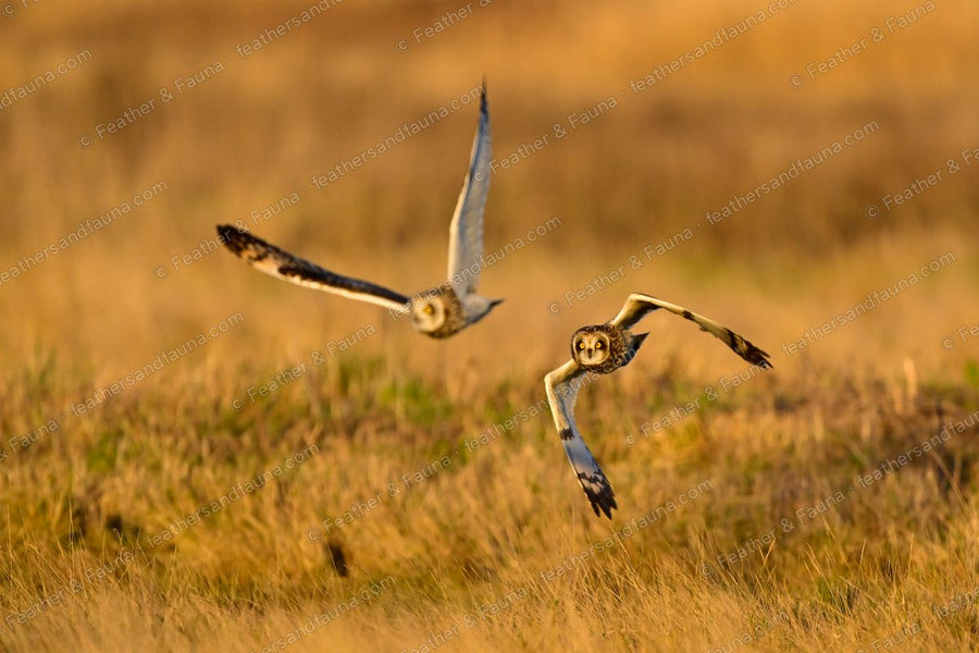 Two Short-eared Owls flying head-on over golden grass, wings raised and crossed.