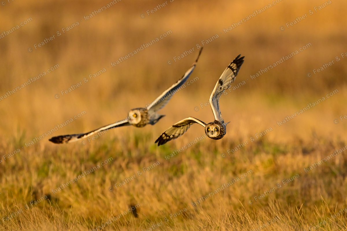 Two Short-eared Owls flying head-on low over grass at sunset, wings spread.