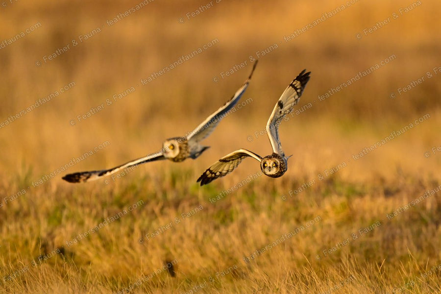 Two Short-eared Owls flying head-on low over grass at sunset, wings spread.