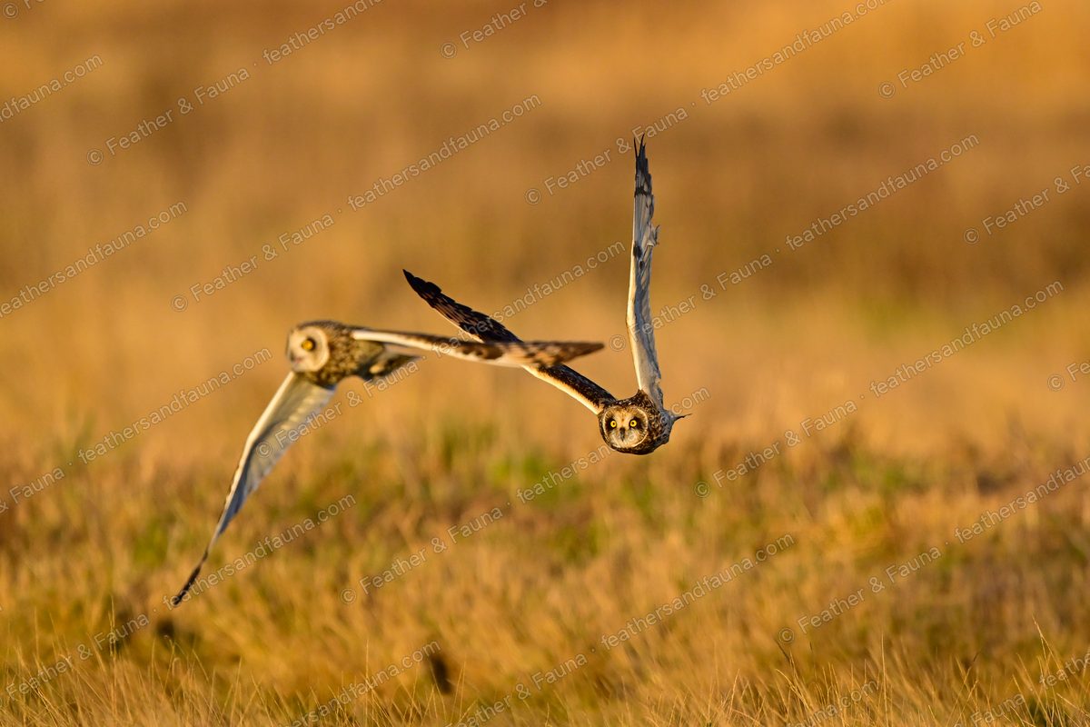 Two Short-eared Owls flying close over golden grass, wings crossing.