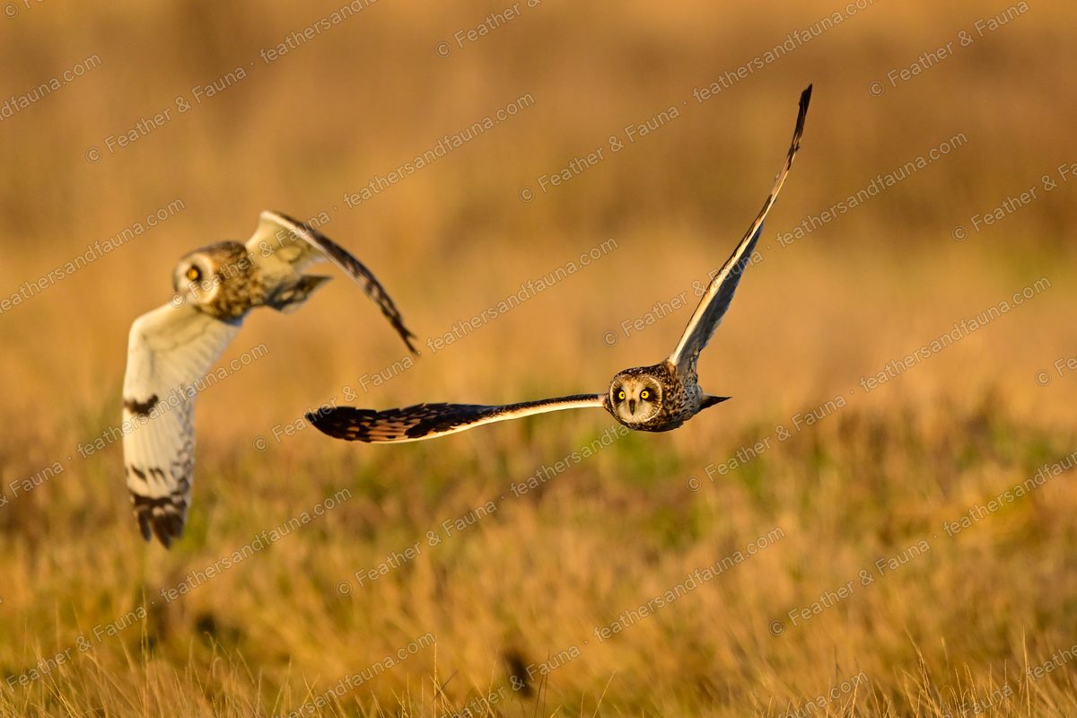Two Short-eared Owls flying head-on over golden grass, trailing bird with wings raised.