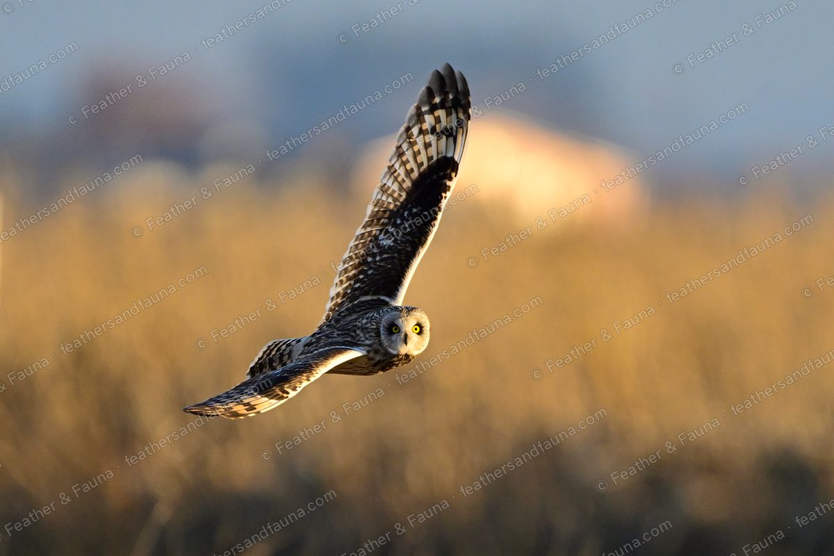 Short-eared Owl banking over golden grass with one wing raised, warm sunset light.