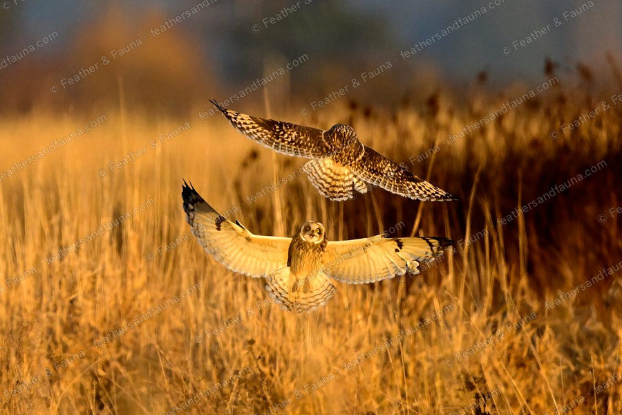 Two Short-eared Owls fighting over golden grass, one above and one with wings spread below.