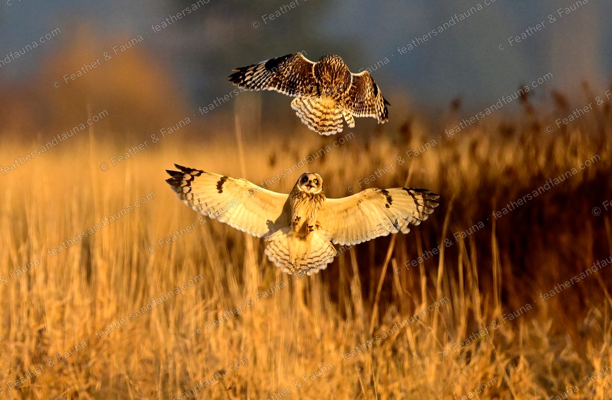 Two Short-eared Owls in an aerial dispute over golden grass, one diving in.
