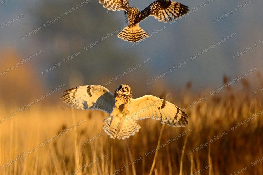 Two Short-eared Owls grappling in the air, one on its back with talons raised.