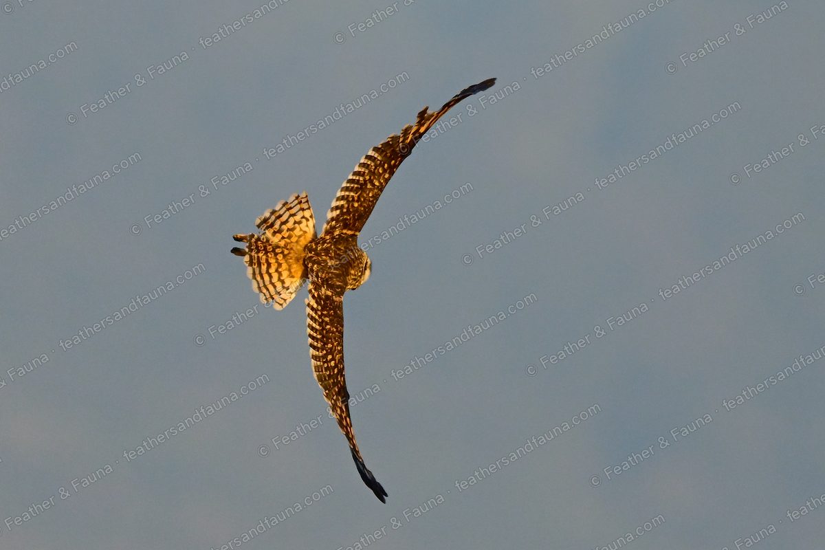Short-eared Owl banking against a blue sky, wings raised steeply, talons forward.