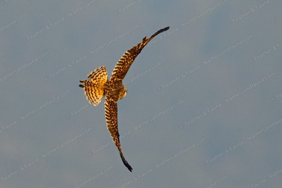 Short-eared Owl banking against a blue sky, wings raised steeply, talons forward.