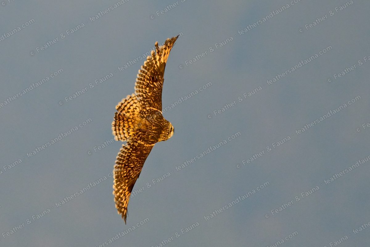 Short-eared Owl banking against a blue sky, wings swept back, barred underwing.
