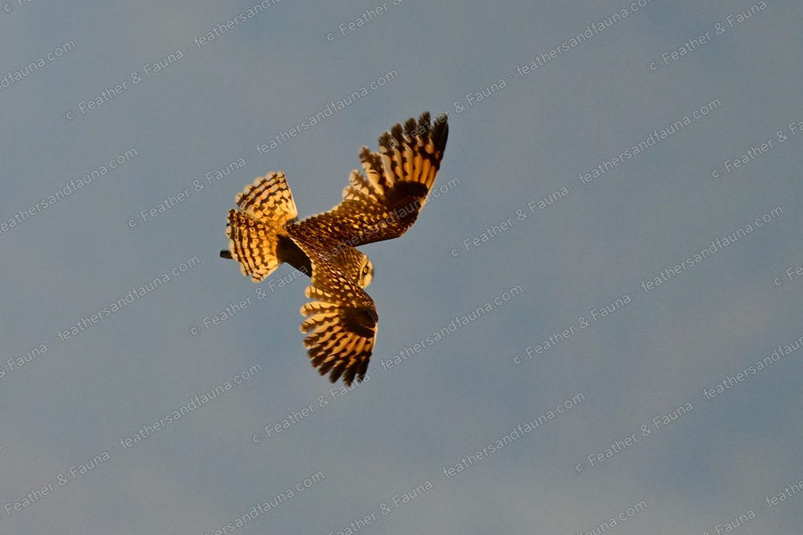 Short-eared Owl diving against a blue sky, wings raised and head dropped.