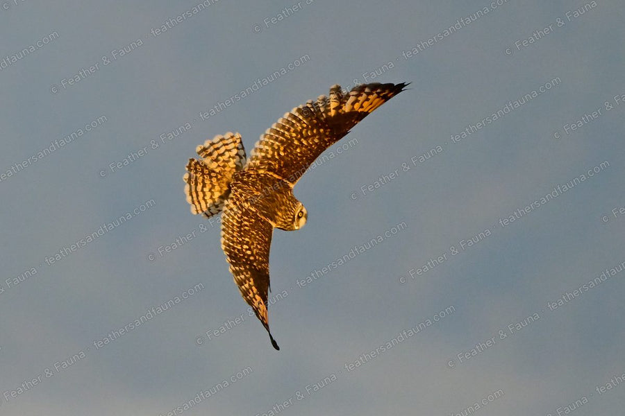 Short-eared Owl banking against a blue sky with wings in a deep V.