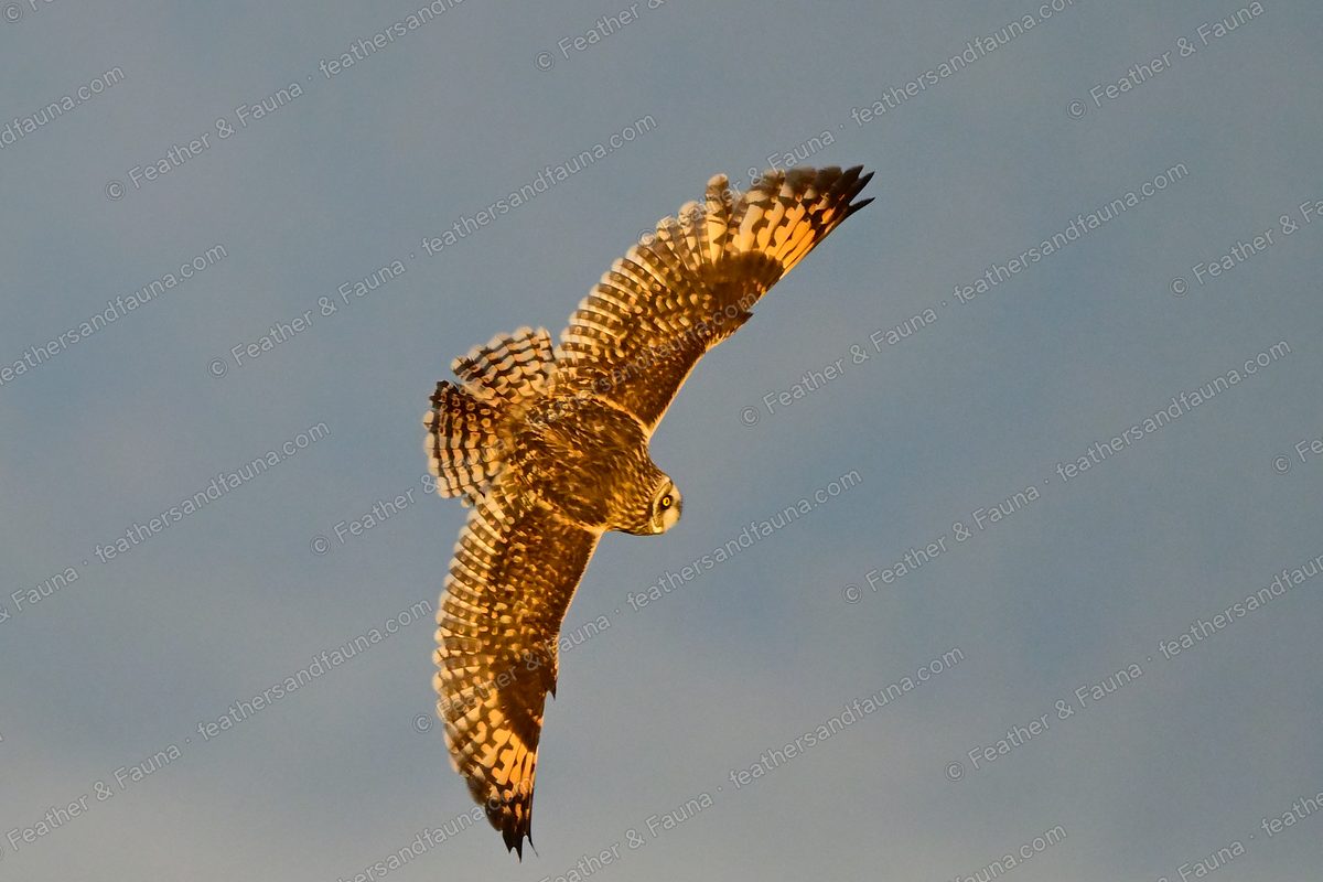 Short-eared Owl against a blue sky with wings raised high, underwing lit gold.
