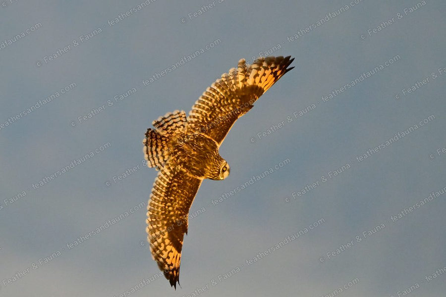 Short-eared Owl against a blue sky with wings raised high, underwing lit gold.