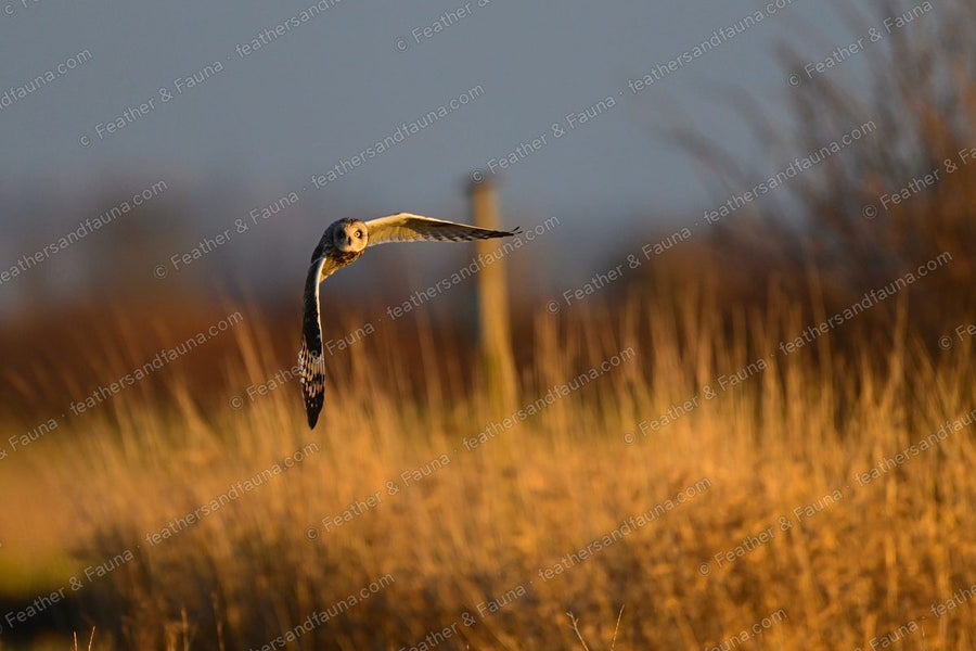 Short-eared Owl flying head-on low over golden reeds with wings raised in a V.
