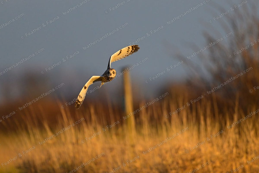 Short-eared Owl dropping head-on toward golden reeds with wings raised at sunset.