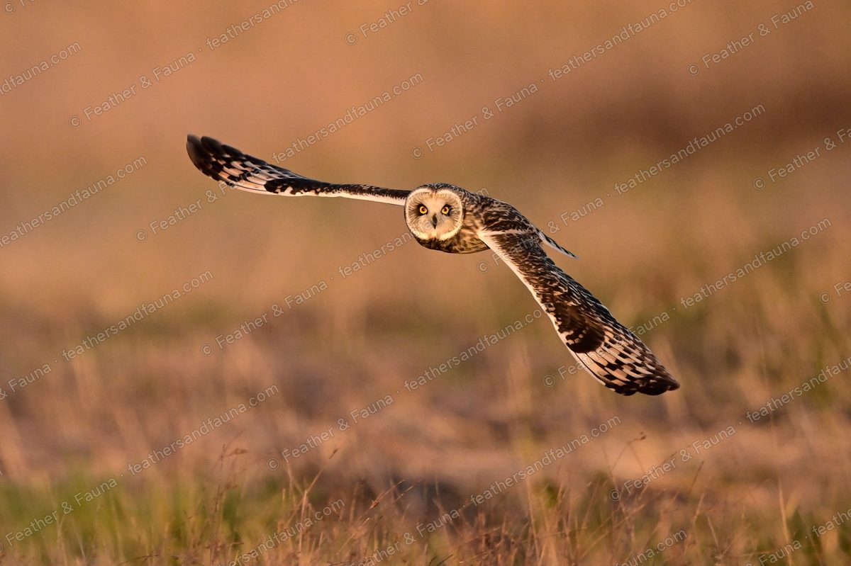 Short-eared Owl flying head-on low over golden grass with wings level at sunset.
