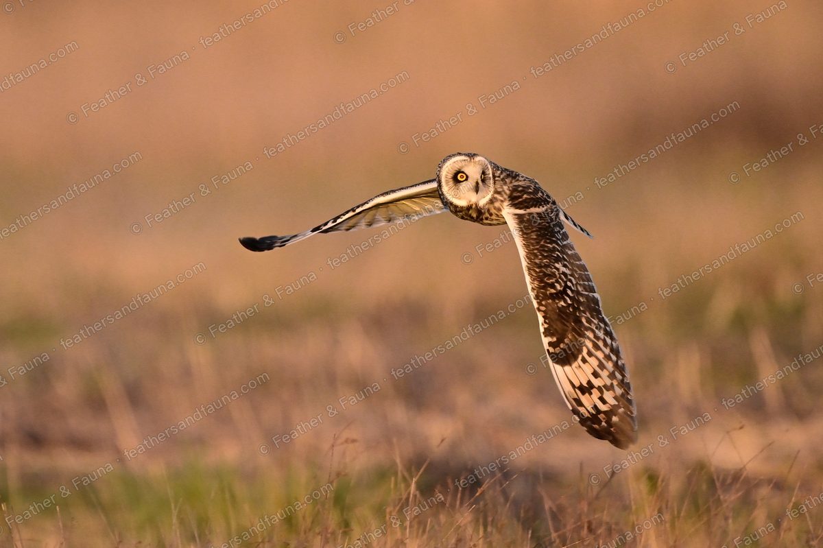 Short-eared Owl banking head-on over golden grass with one wing raised.