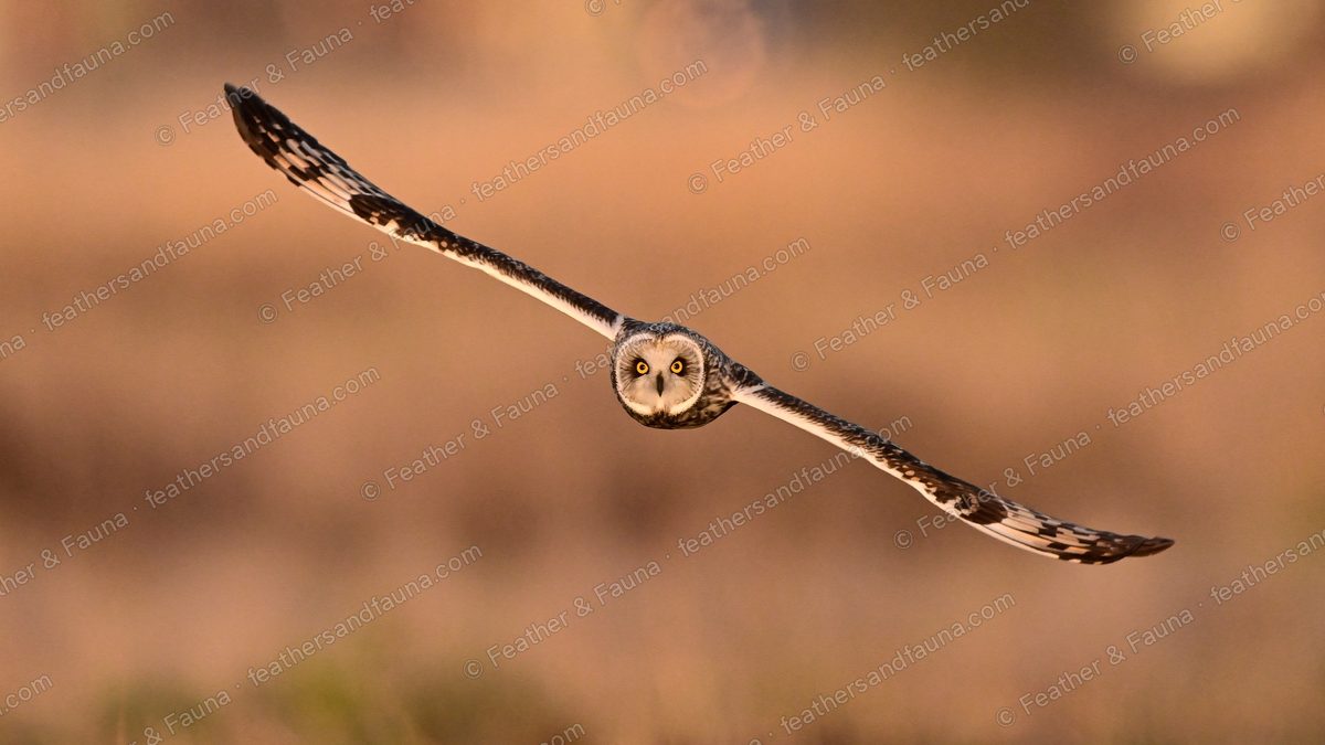 Short-eared Owl flying head-on with wings fully outstretched over golden grass.