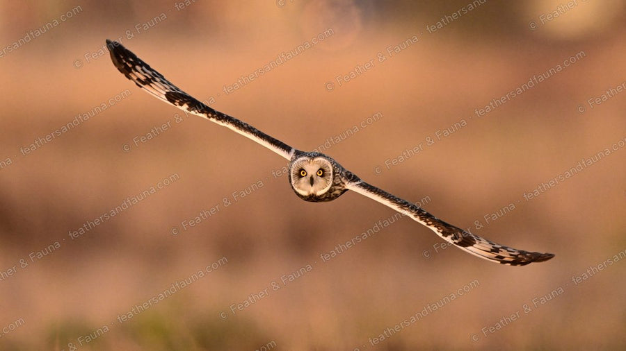Short-eared Owl flying head-on with wings fully outstretched over golden grass.