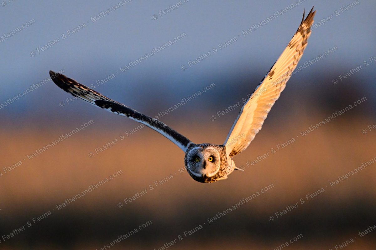 Short-eared Owl flying head-on with wings raised in a deep V at sunset.