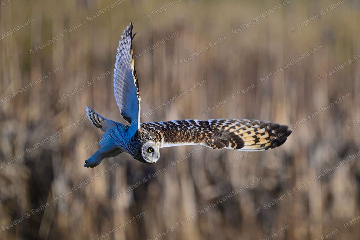 Short-eared Owl banking low over golden grass with one wing raised.