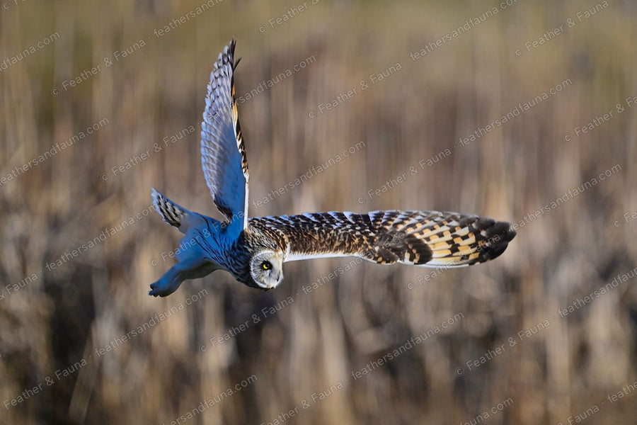 Short-eared Owl banking low over golden grass with one wing raised.