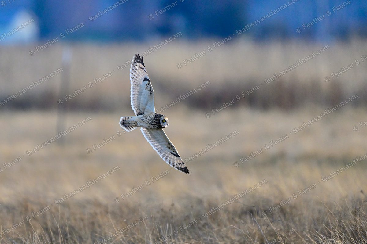 Short-eared Owl flying low over tawny grassland, seen from below with wings raised.