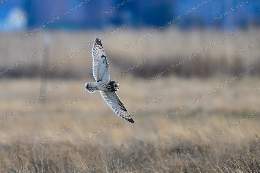 Short-eared Owl flying low over tawny grassland, seen from below with wings raised.