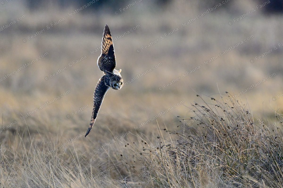 Short-eared Owl diving head-down on prey in tawny grass, backlit at sunset.