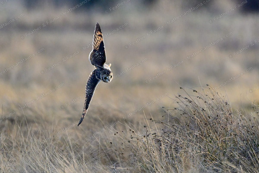 Short-eared Owl diving head-down on prey in tawny grass, backlit at sunset.