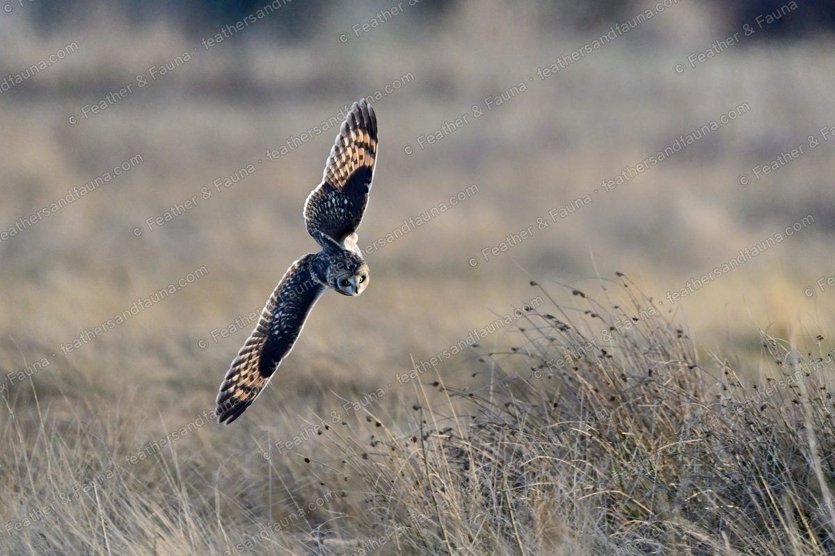 Short-eared Owl diving head-down on prey in tawny grass, wings raised at sunset.