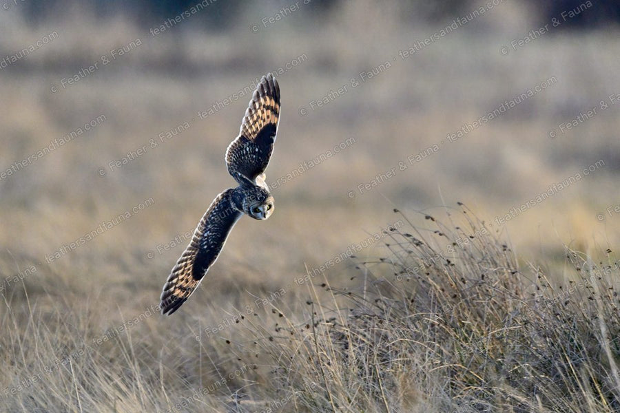 Short-eared Owl diving head-down on prey in tawny grass, wings raised at sunset.