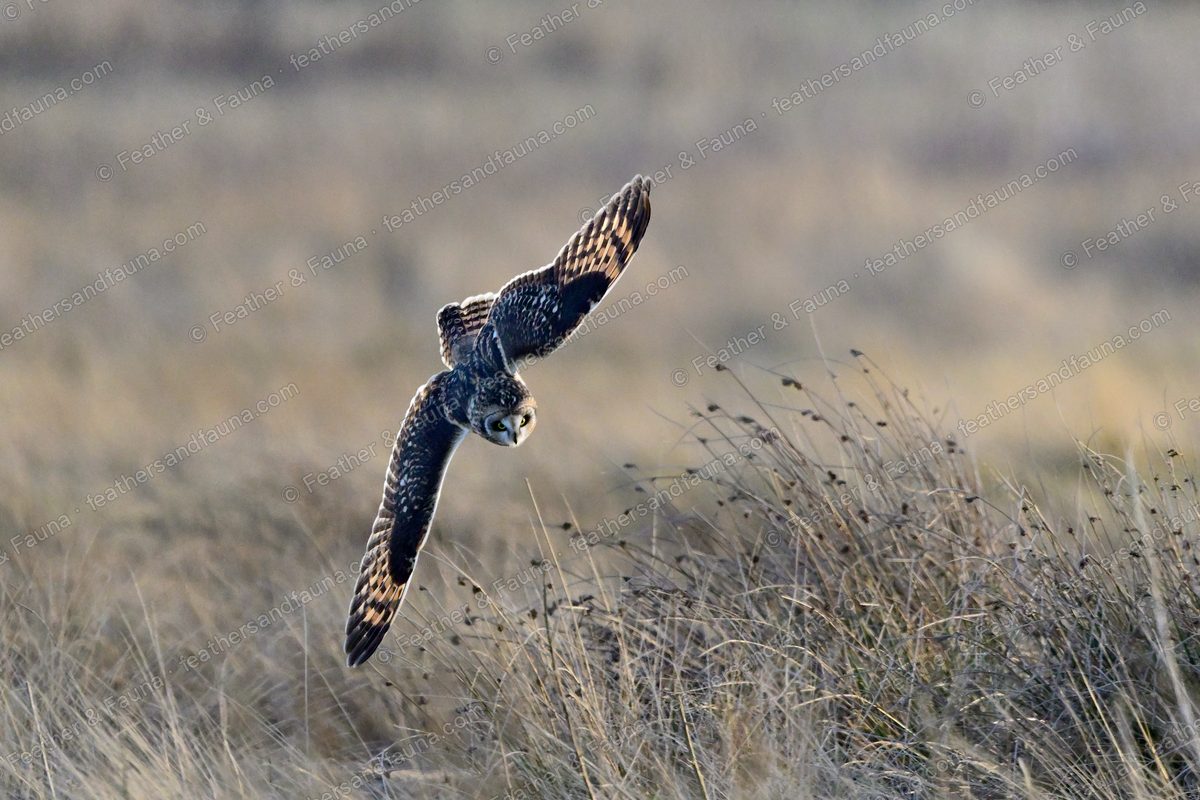 Short-eared Owl banking head-down toward prey in tawny grass, wings swept.