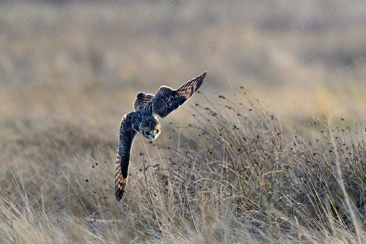 Short-eared Owl plunging into tawny grass onto prey with wings raised.