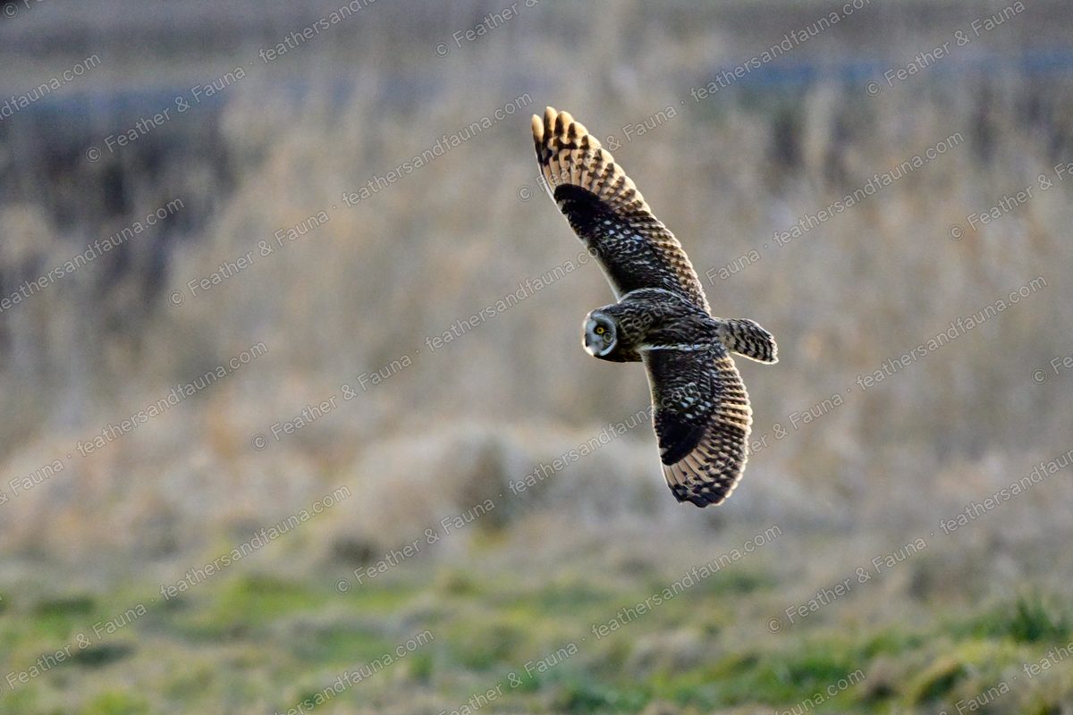 Short-eared Owl flying low over frosty grass with wings raised.