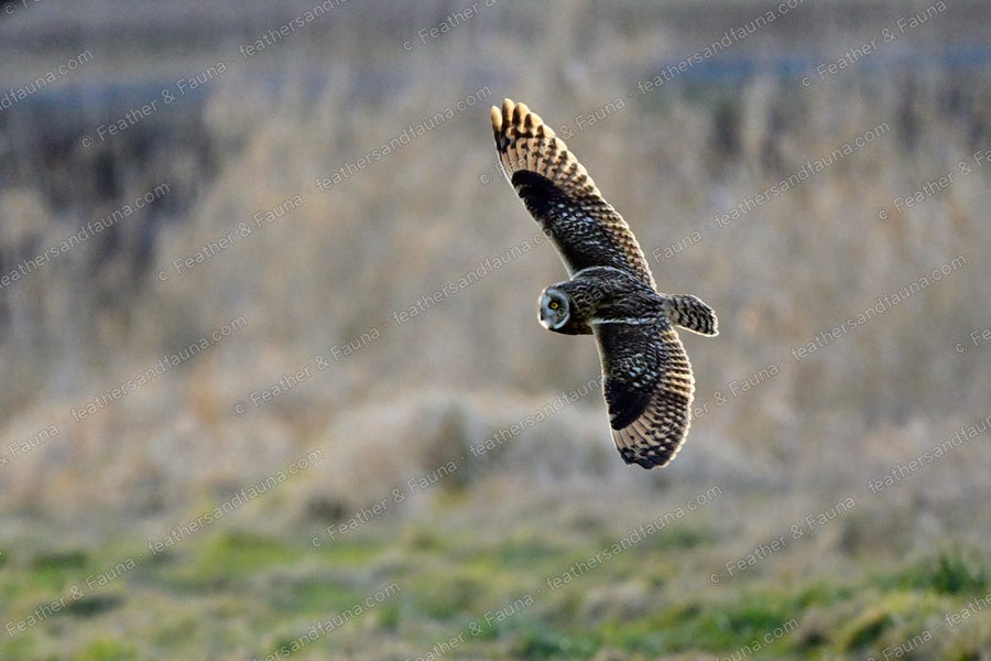 Short-eared Owl flying low over frosty grass with wings raised.