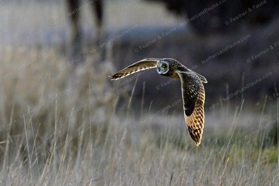 Short-eared Owl flying low over tawny grass with wings held down, yellow eye visible.