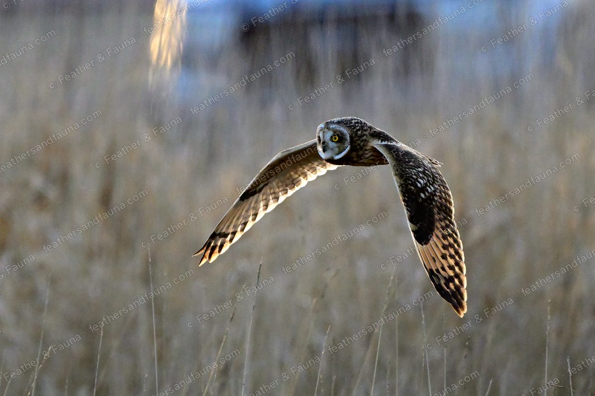 Short-eared Owl flying head-on low over tawny grass with wings raised.