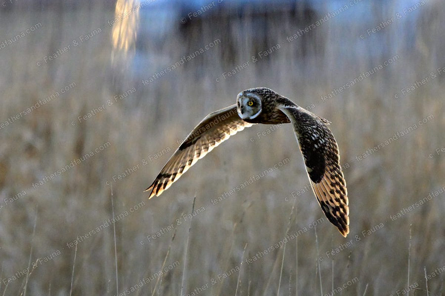 Short-eared Owl flying head-on low over tawny grass with wings raised.