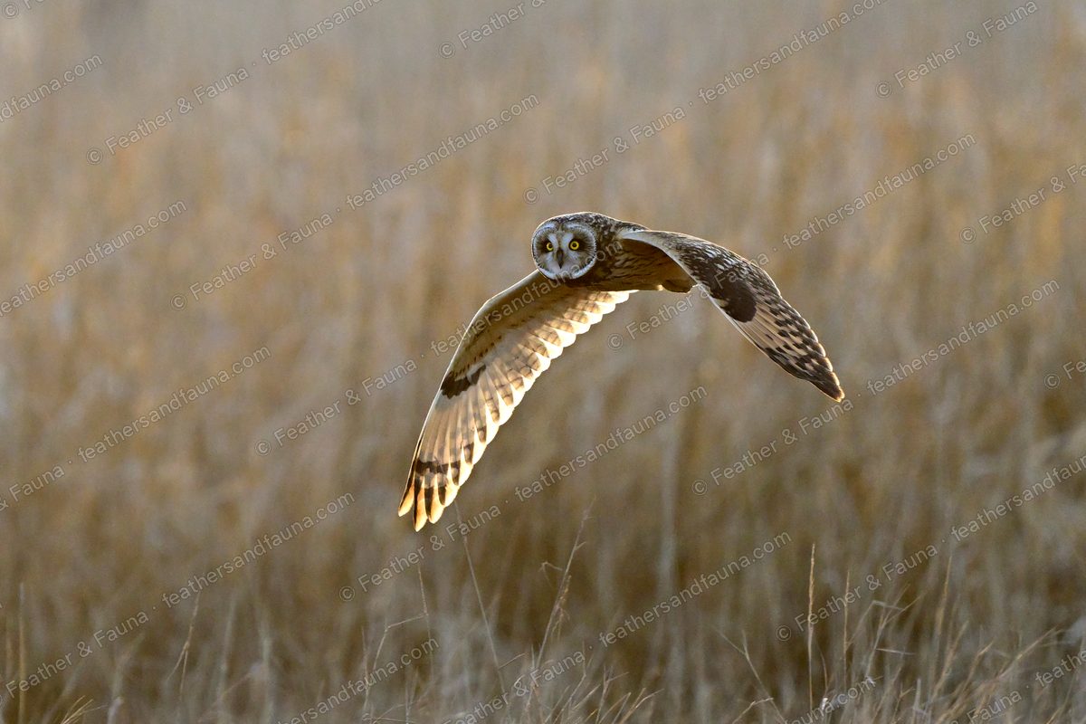 Short-eared Owl flying head-on over golden grass, wings spread, warm backlight.
