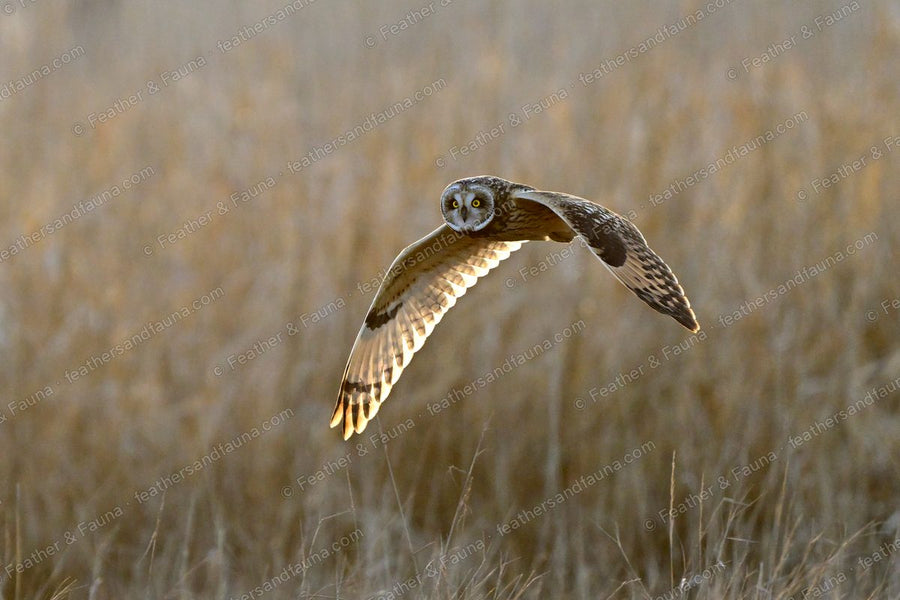 Short-eared Owl flying head-on over golden grass, wings spread, warm backlight.