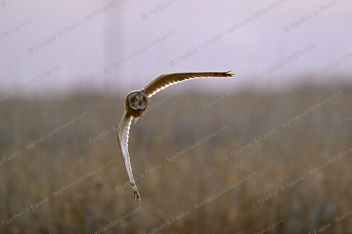 Short-eared Owl flying head-on over a reedbed at dusk with wings raised in a V.