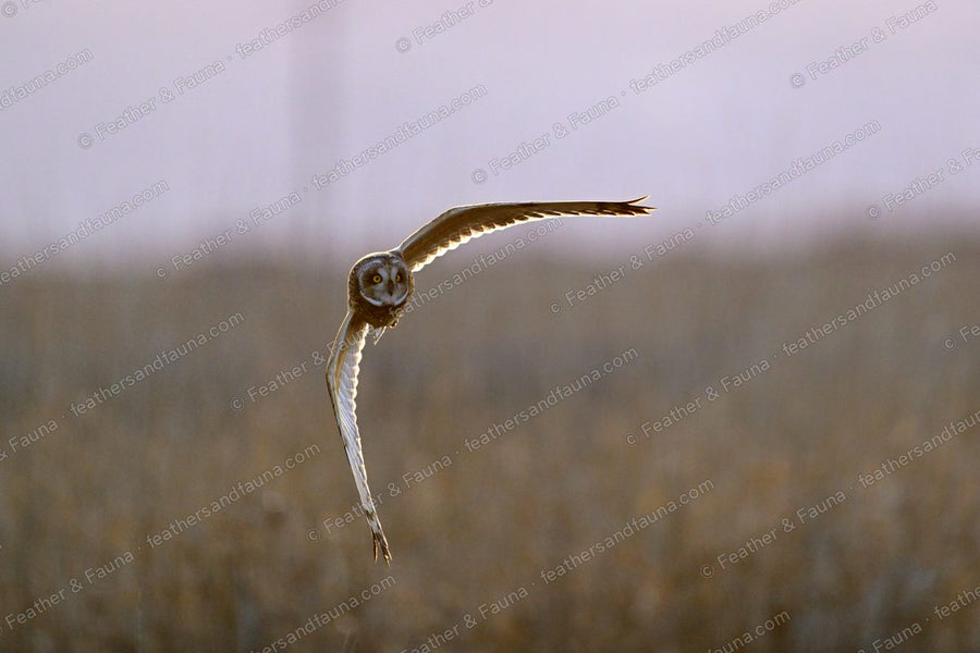 Short-eared Owl flying head-on over a reedbed at dusk with wings raised in a V.