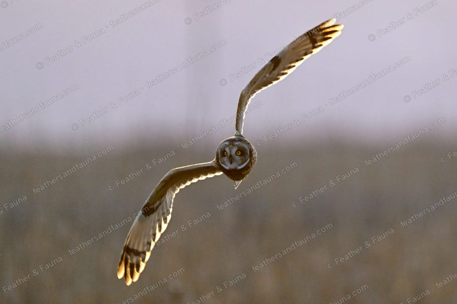 Short-eared Owl flying head-on with wings raised in a deep V, backlit at dusk.